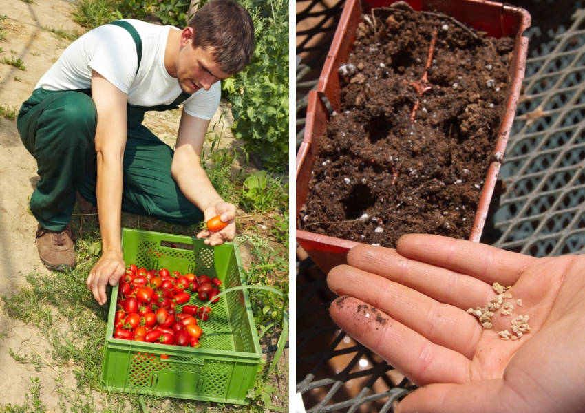 Selecting tomatoes